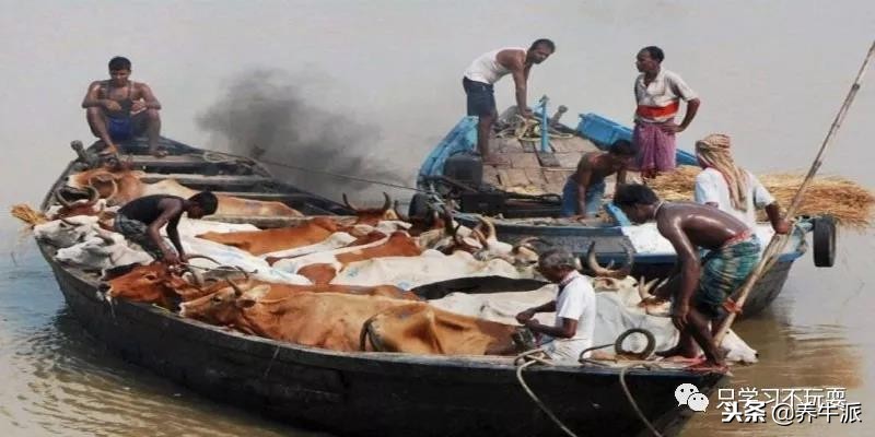 阿三赚钱是真的吗,阿三和奶牛