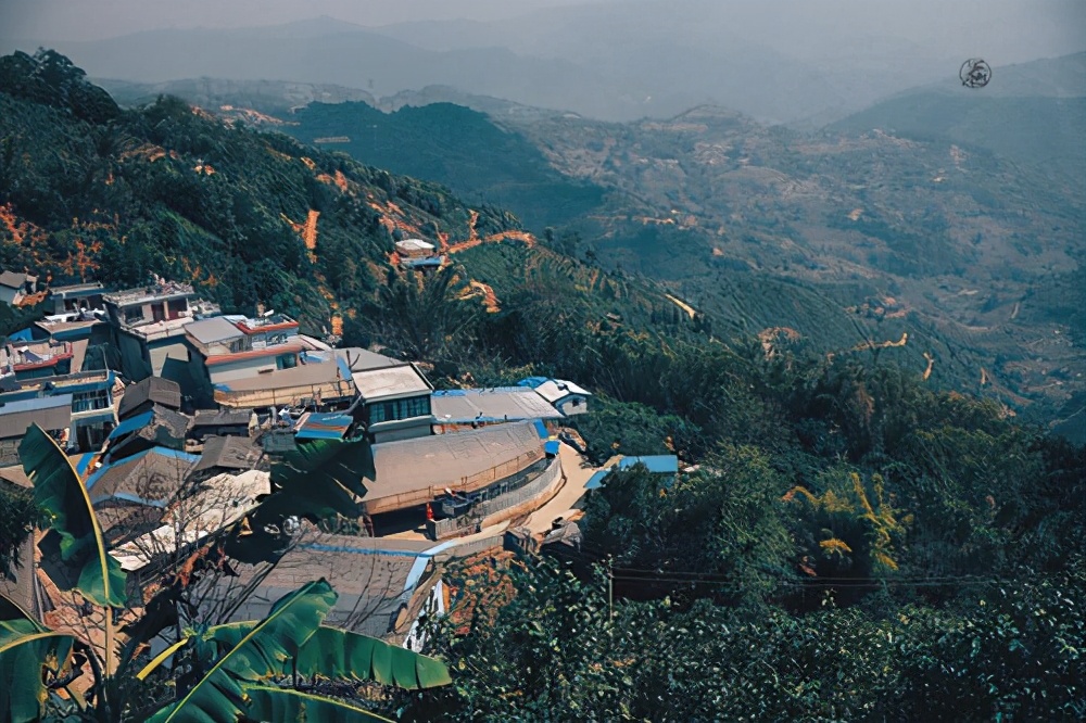 临沧古树茶有哪些产地和品牌,临沧古树茶野生茶有哪些