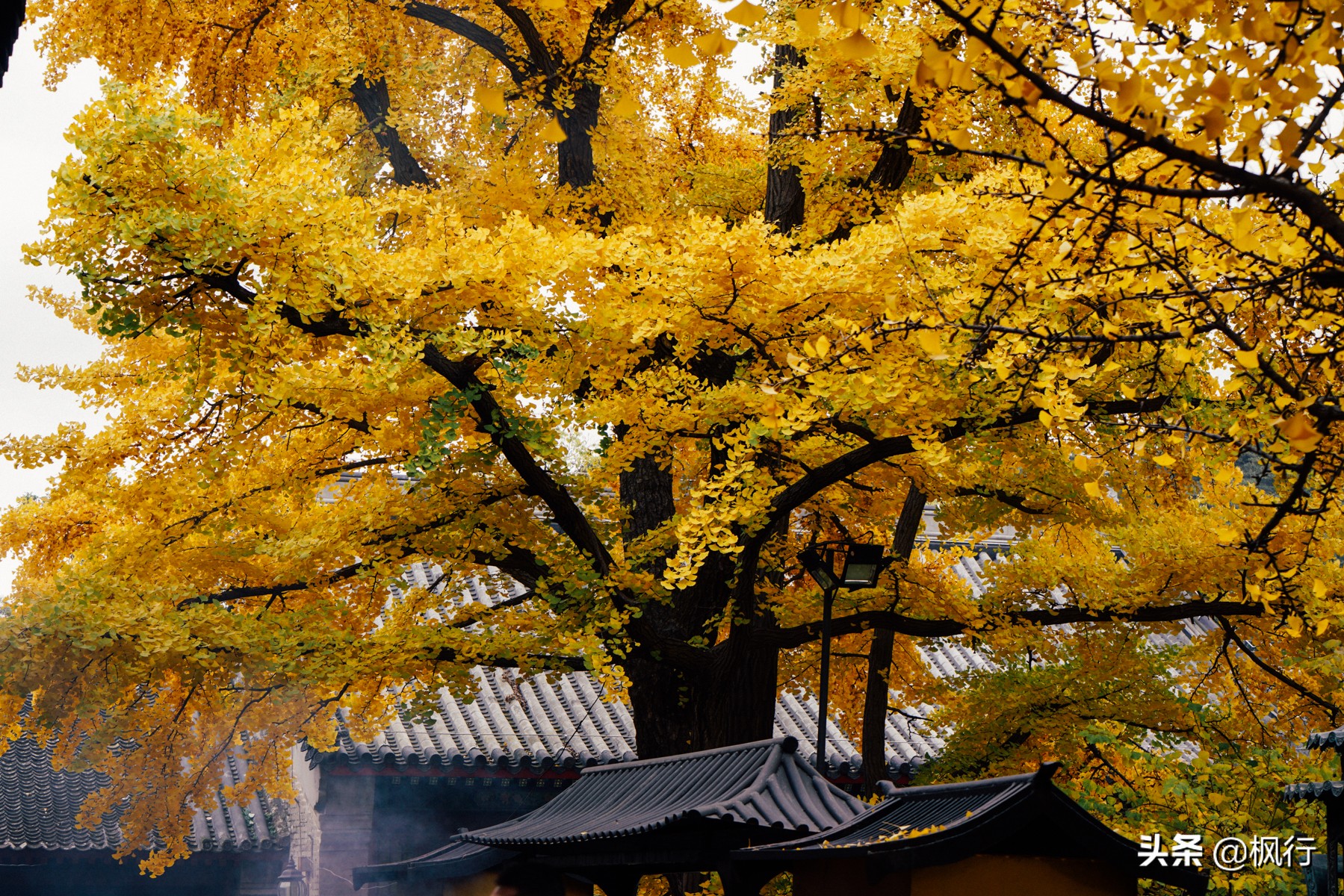 北京18个看银杏的好地方在哪,北京八大处看银杏攻略