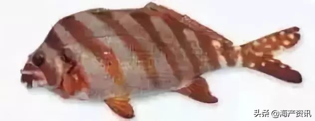 40种常见淡水鱼,45种常见海鱼名称