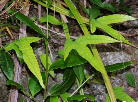 中药金鸡脚功效与作用,中药材独脚金鸡