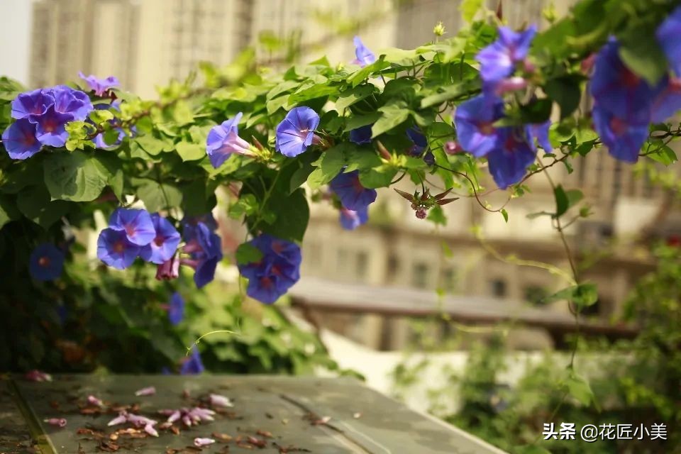 四季开花又耐寒的爬藤植物有哪些,好养的户外爬藤花卉植物有哪些