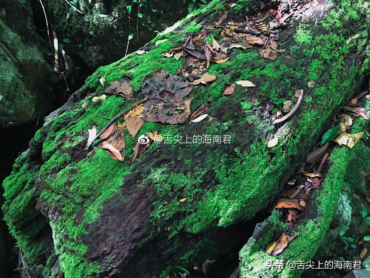 令人流连忘返的美景,令人心旷神怡的地方海南