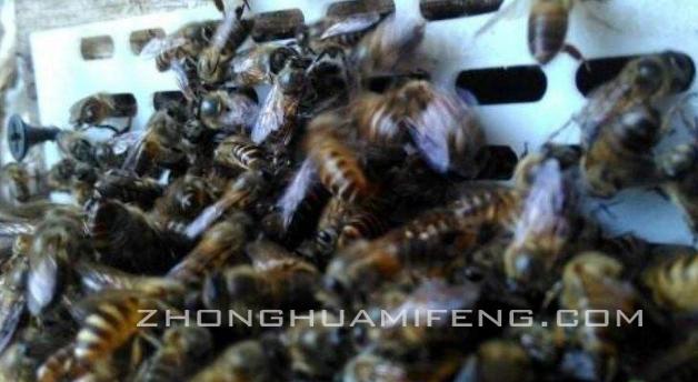 对付盗蜂,意蜂盗蜂如何防治