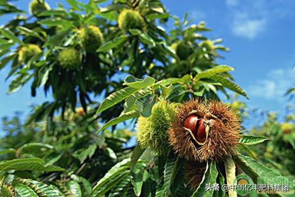 板栗园8种常见病虫害介绍及综合防治措施