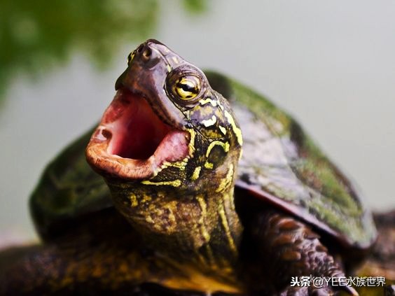 新手养龟误区看看你中了几个,新手养龟容易遇到的问题怎样处理