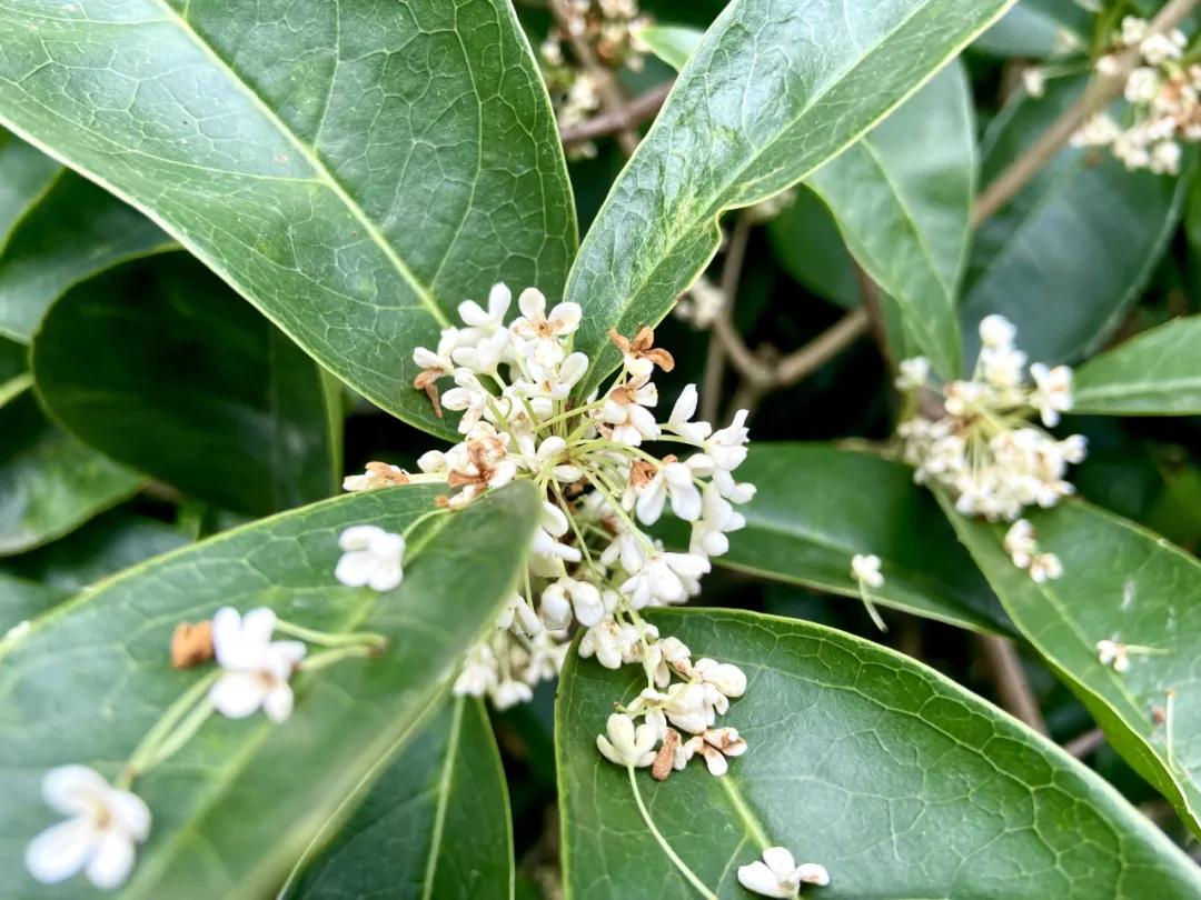 成都郫县桂花最好的地方,成都蒲江桂花观赏地