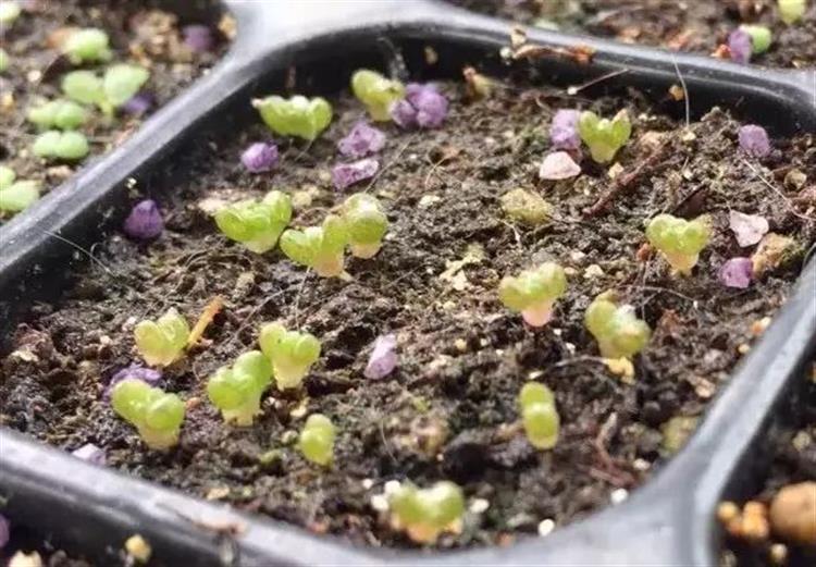 泥炭土发霉长毛,多肉土上发霉是怎么回事