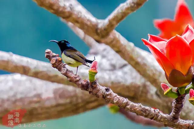 昌江原生态热带雨林森林秘境,海南万宁一个被大自然宠爱的地方