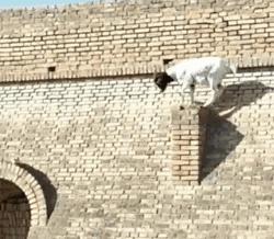 50条让你震惊的冷知识,这十个冷知识确实涨见识