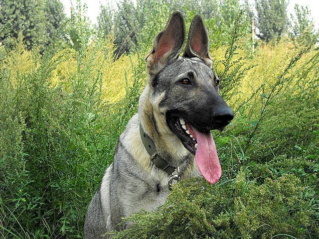 狼青犬护卫能力怎么样,狼青犬有多忠诚