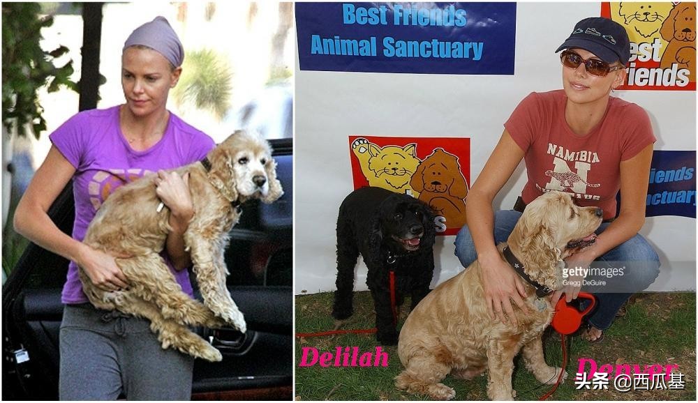 各大明星都养什么狗,公认最好养的十种狗大型犬