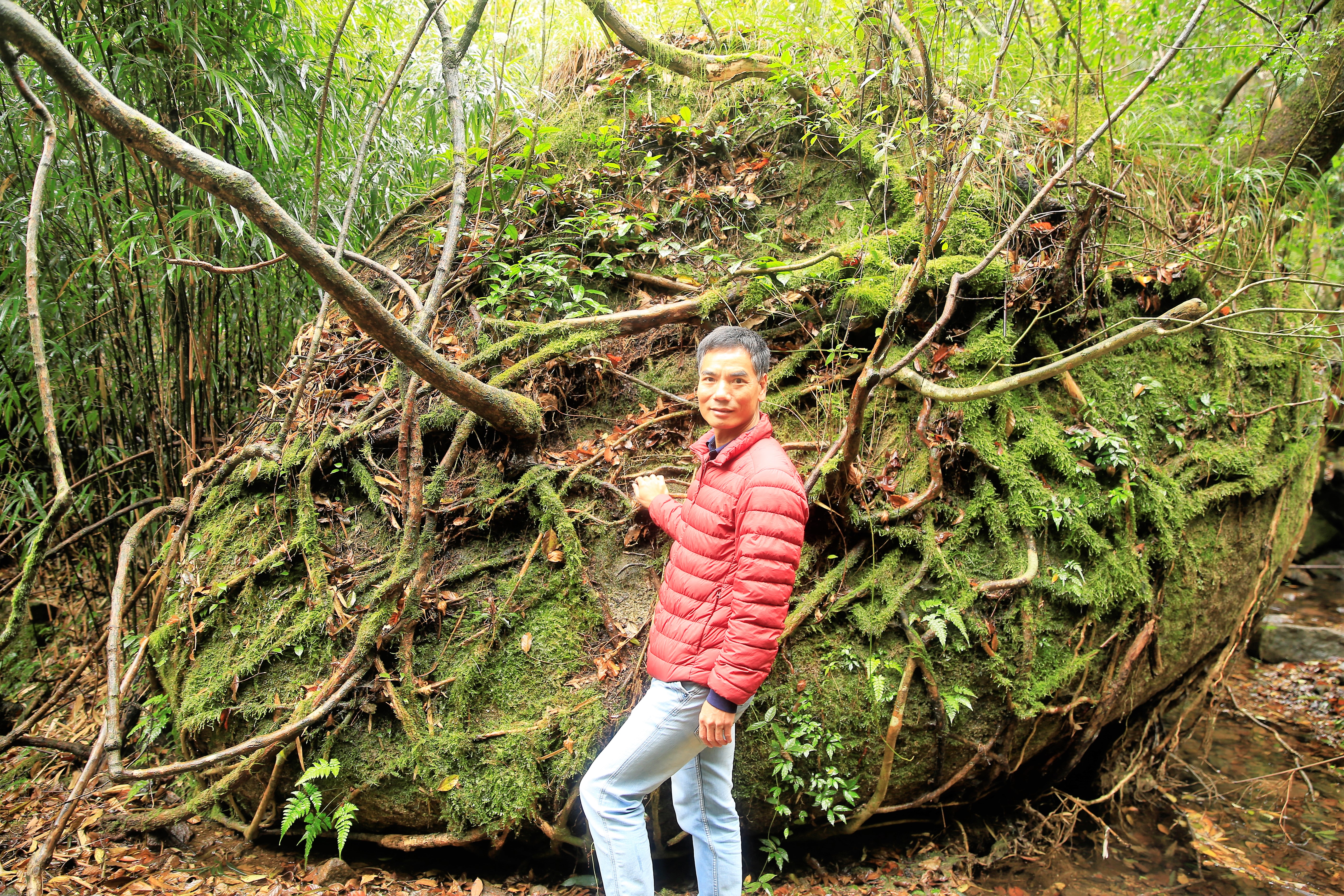 太姥山山顶日出,雨中的太姥山云雾缭绕