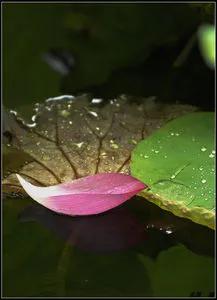 残荷虽败风骨犹存文案,残荷虽败能听雨