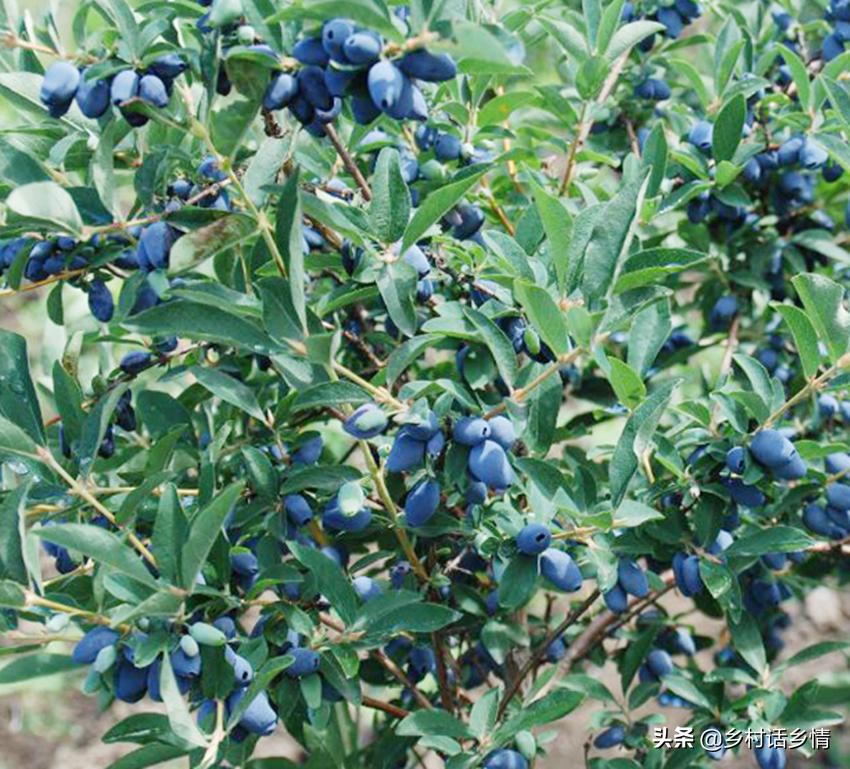 20公分的红橘树多少钱一棵,长白山蓝果多少钱一斤