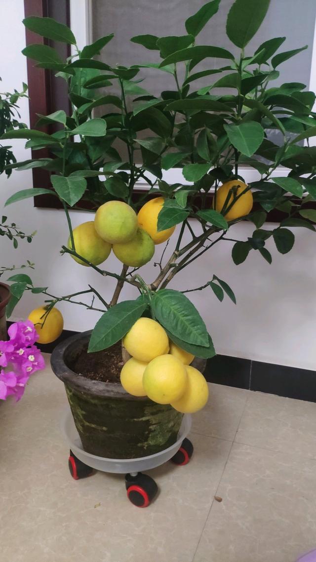 养花人养的花都有哪些,什么花养人又健康又好养