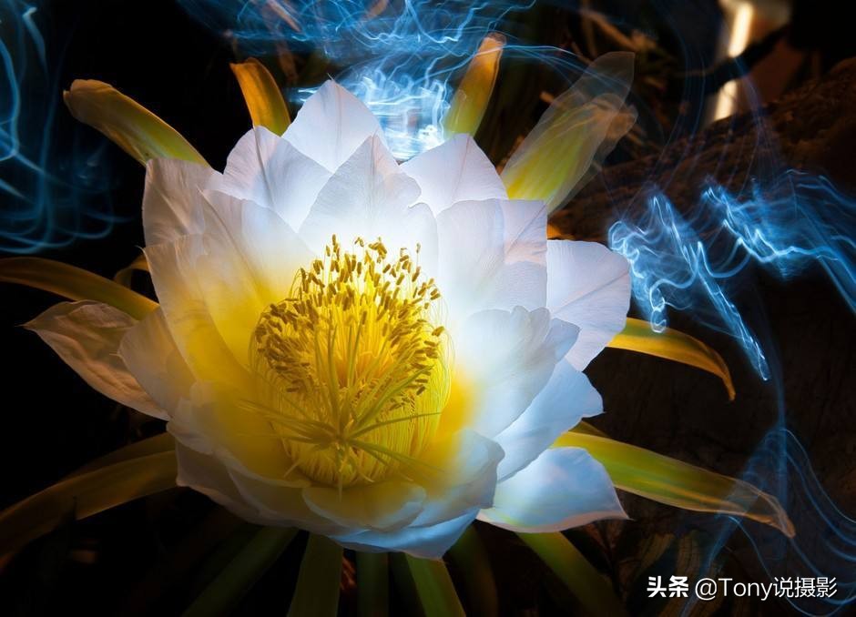 微距拍摄照片技巧有哪些,拍摄微距镜头如何构图