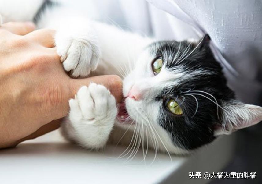 猫咪突然咬你的鞋子很凶,猫咪突然咬你脸