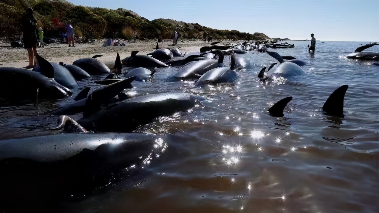 台州鲸鱼搁浅现状直播,台州鲸鱼搁浅死的鲸鱼怎么处理