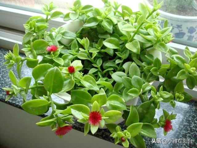 什么吊兰好养也漂亮,好养开花好看的吊兰