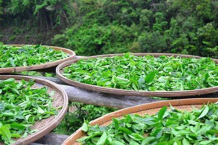 中国十大名茶是哪一些茶,我国各种名茶的代表地方