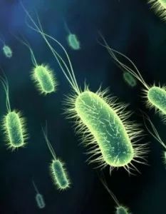 利用宿主分泌的粘蛋白“为食”的Akk菌