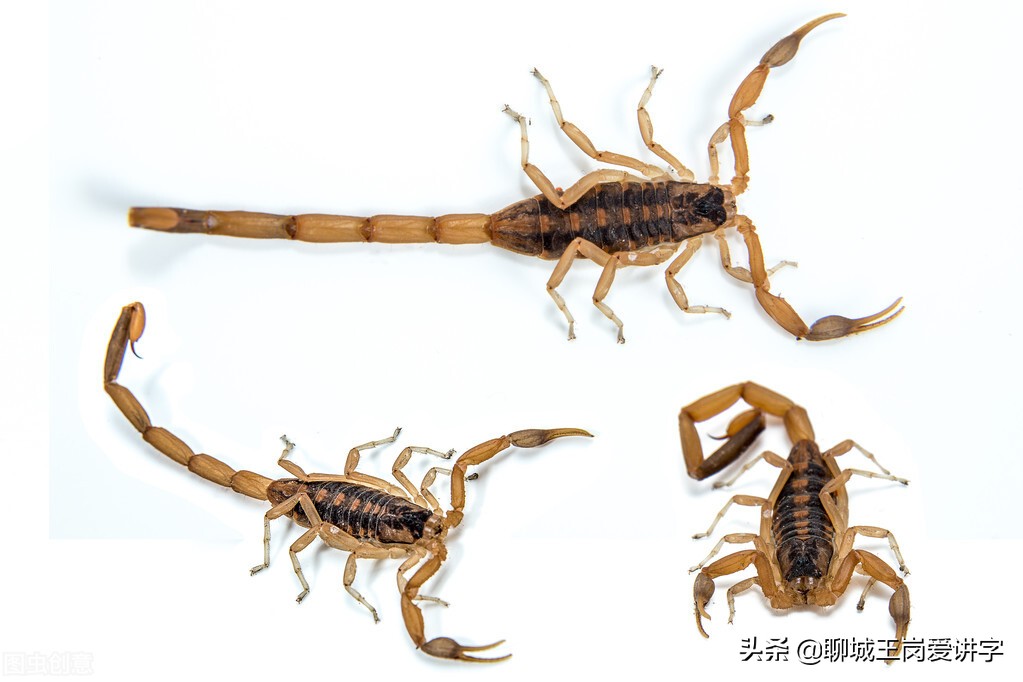 汉字研究：聊聊“萬”和“万”的身世，每一个汉字都是一个故事