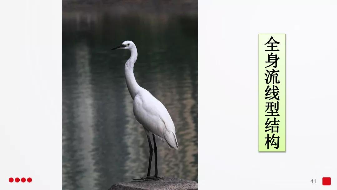 五年级部编版语文白鹭讲课视频,部编小学语文五年级上册白鹭课件