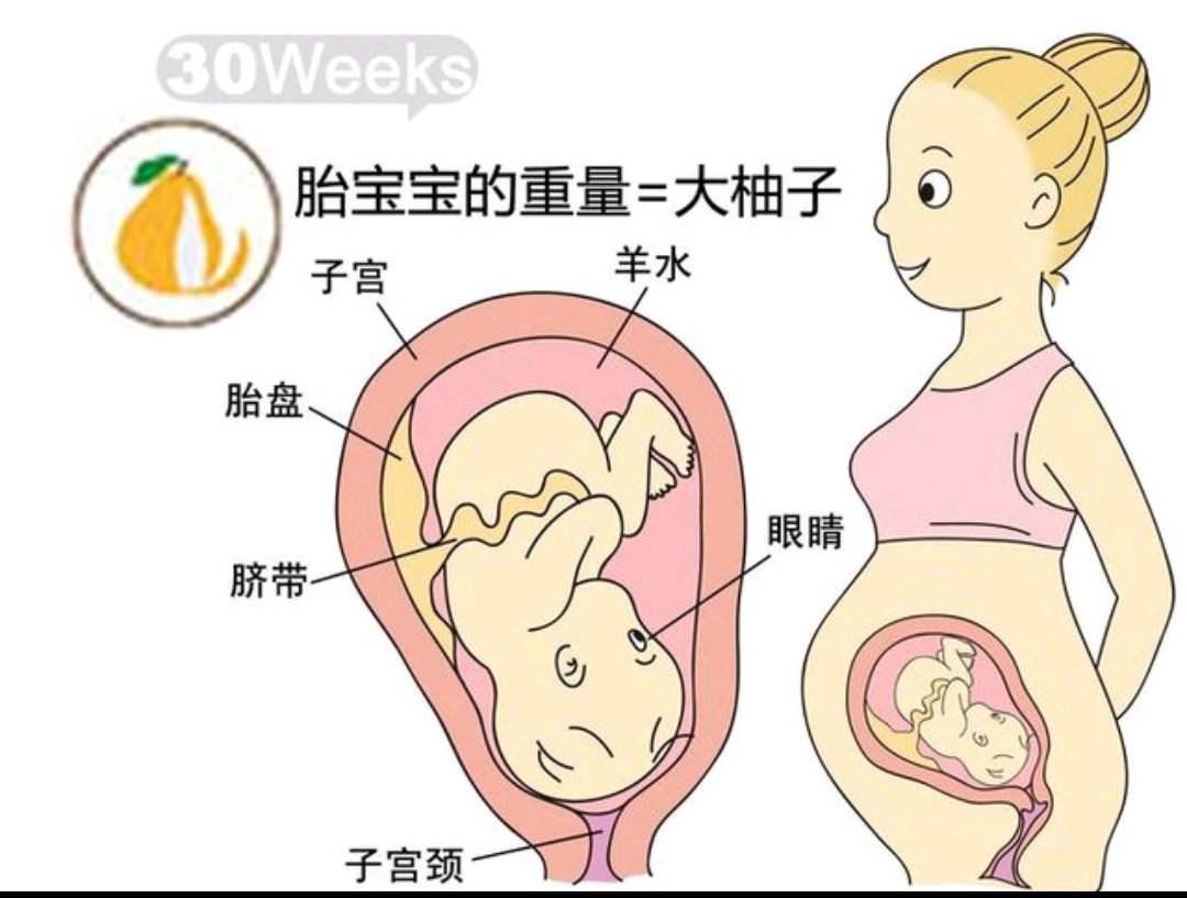 孕1-40周胎儿发育过程,孕8周到12周胎儿发育情况