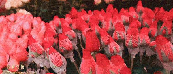 记录广州从化赏李花的美好时光,2022从化李花赏花期到几号最佳