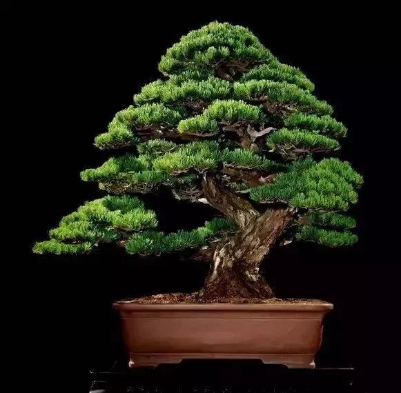 世界上最高贵最漂亮的花,世界上最名贵的花