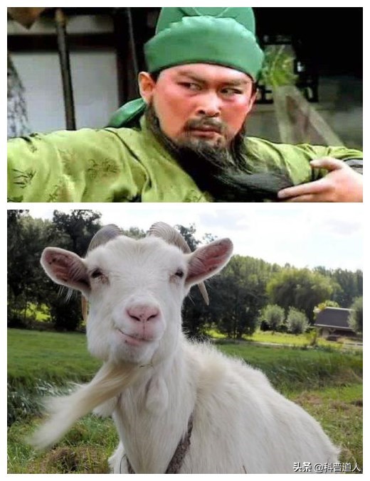 十二生肖的羊是sheep还是goat,十二生肖羊为什么说十羊九不全呢
