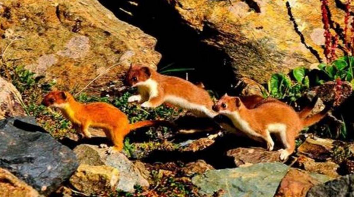 李时珍为什么不吃黄鼠狼呢,为什么黄鼠狼不可以吃鸡蛋