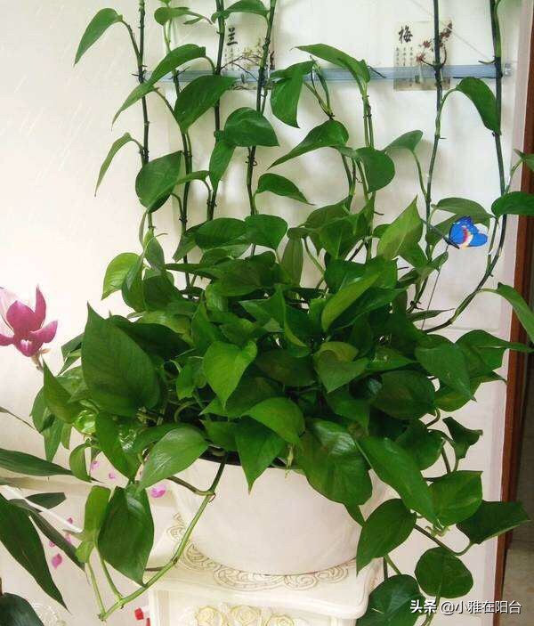 绿萝叶片发黑，10天喷一次这，一个月变绿油油，叶片多，爬藤快！