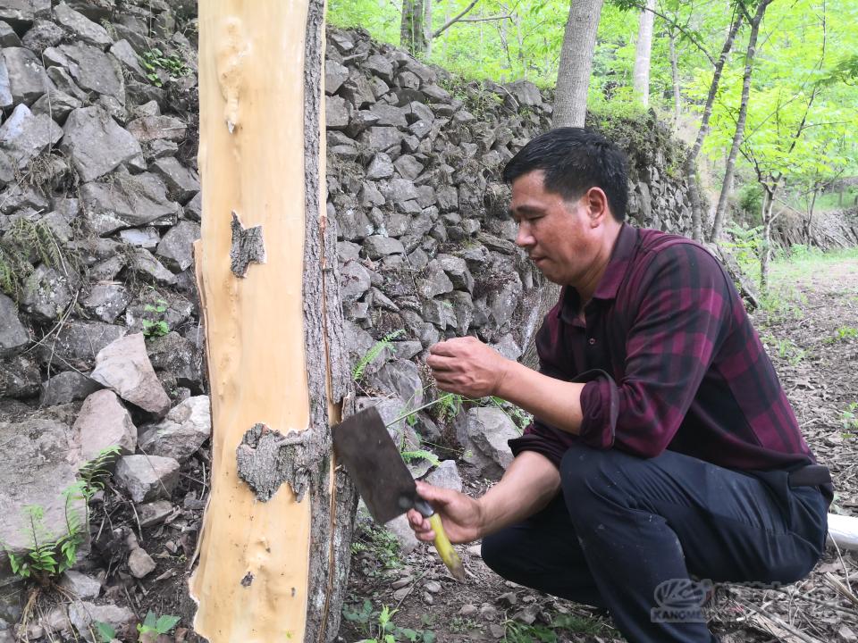 杜仲最新行情,杜仲最新行情多少一公斤