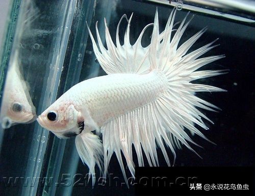 斗鱼哪个品种好养活,斗鱼品种哪个好养