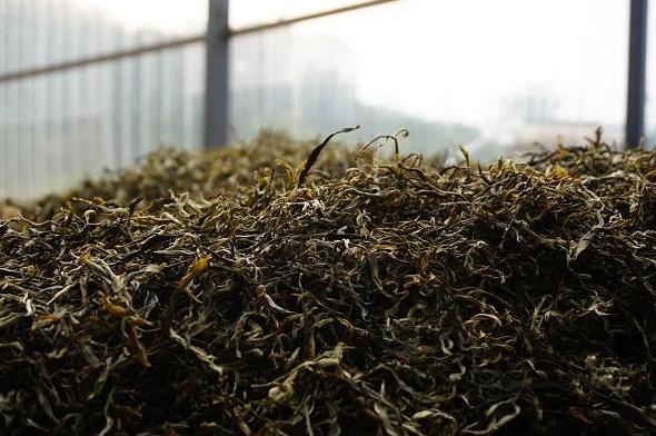 普洱茶紧压技术有哪些特点,普洱茶生茶紧压茶好坏之分