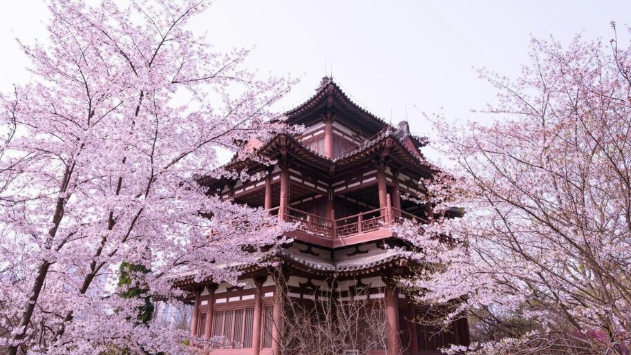 武大的樱花和东湖的樱花,重邮樱花和武大樱花