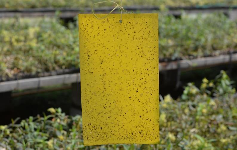 云南广南县铁皮石斛种植基地,铁皮石斛临安种植基地