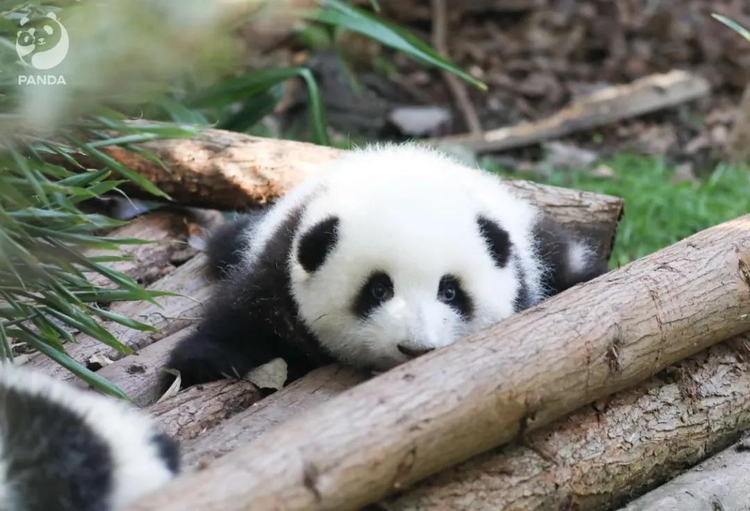 一只玩偶近2000元还被疯抢,“熊猫”内卷真的来了