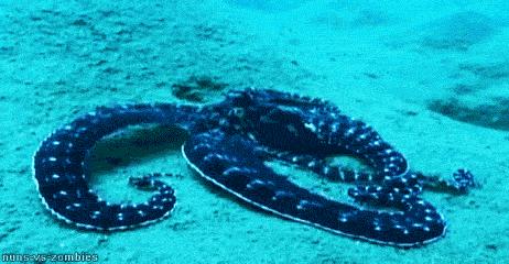 章鱼是寒武纪生物吗,章鱼有统治地球的能力吗