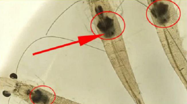 对虾养殖需要什么药品防治,对虾养殖需要注意的问题