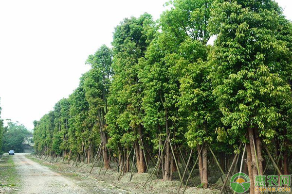 香樟怎么育苗,香樟树种子怎么育苗