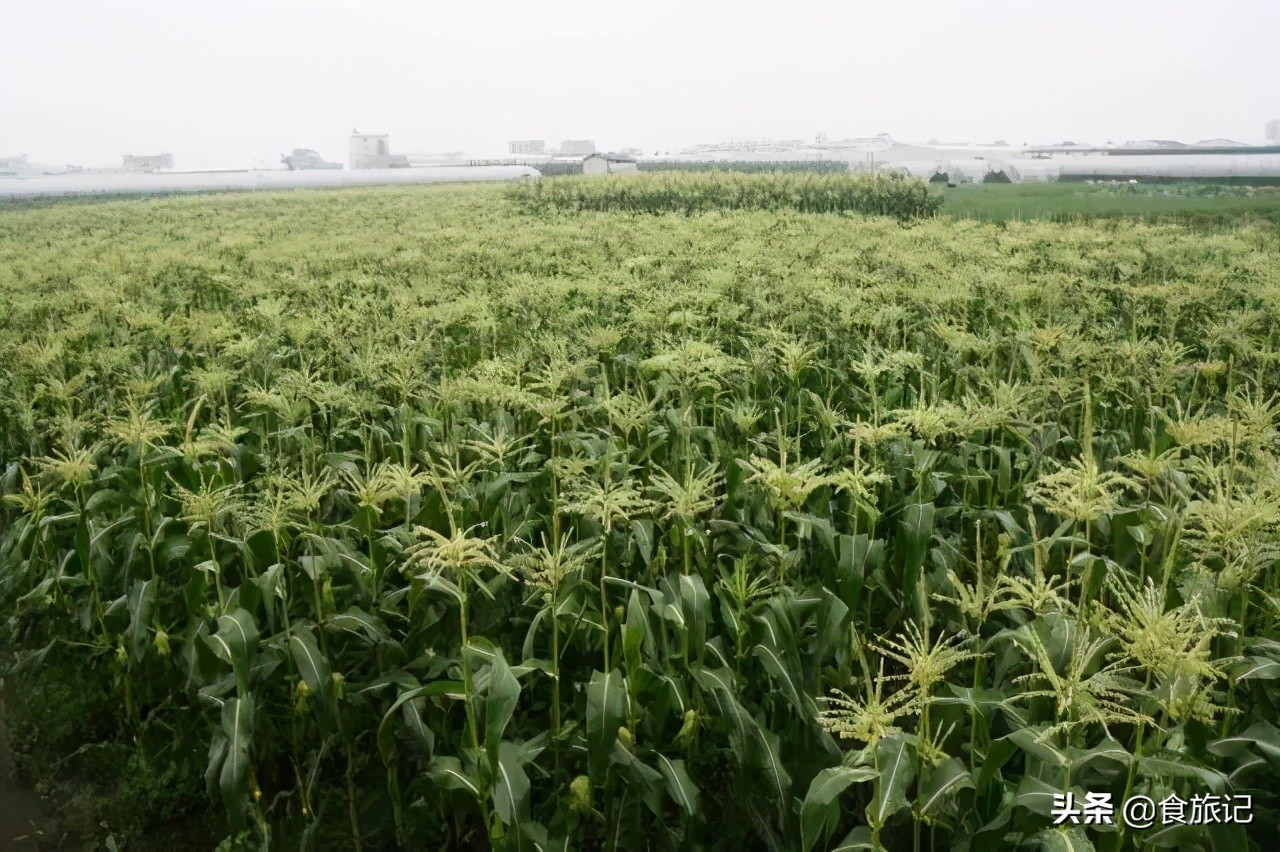 爆浆冰糖玉米怎么做好吃,牛奶冰糖玉米好吃吗
