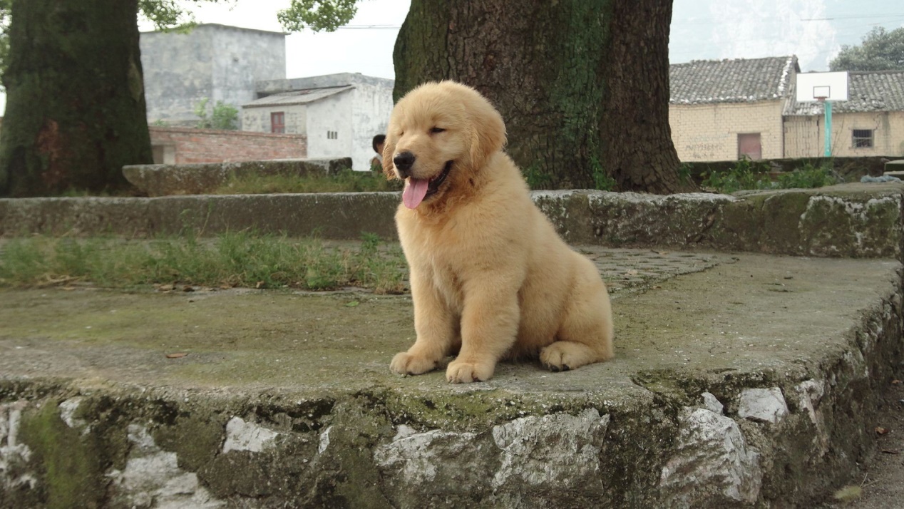 金毛怀孕攻略,金毛怀孕一个月需要注意什么