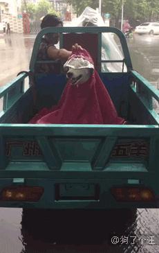 说实话养狗真的太难了,说实话养狗