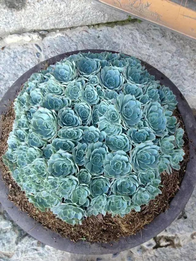 容易爆盆又好养的多肉你值得拥有,容易养好养活而且便宜的多肉