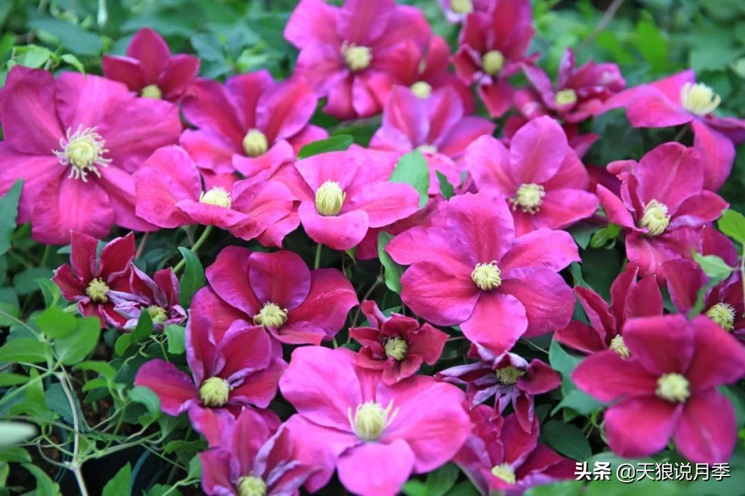 铁线莲折扣,铁线莲哪款值得入手