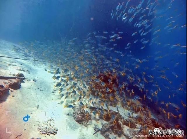 潜水中最危险的事,潜水最恐怖事件