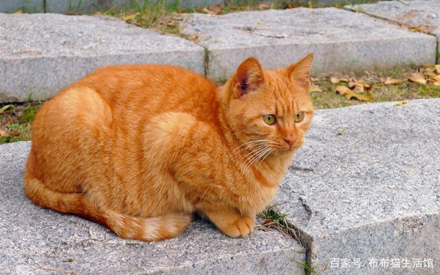 国货猫品种大全,最便宜的国产猫品种是什么